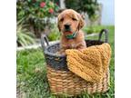 Golden Retriever Puppy for sale in Valrico, FL, USA