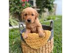 Golden Retriever Puppy for sale in Valrico, FL, USA