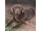 Adopt Buddy CP a Chocolate Labrador Retriever