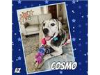 Adopt Cosmo a Catahoula Leopard Dog