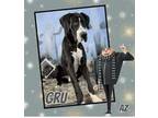 Adopt Gru a Great Dane