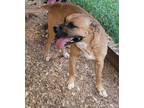 Adopt Rocko a Boxer, Black Mouth Cur