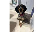 Adopt Leo a Bluetick Coonhound