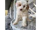 Mutt Puppy for sale in Grabill, IN, USA