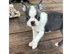 Boston Terrier Puppy for sale in West Plains, MO, USA