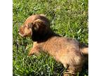 Dachshund Puppy for sale in West Plains, MO, USA