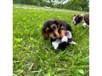 Dachshund Puppy for sale in West Plains, MO, USA