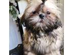Shih Tzu Puppy for sale in Acton, CA, USA