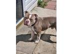 Adopt Meaty a American Staffordshire Terrier