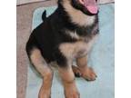 German Shepherd Dog Puppy for sale in Milwaukee, WI, USA