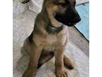 German Shepherd Dog Puppy for sale in Milwaukee, WI, USA