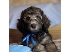 Mutt Puppy for sale in Belle Fourche, SD, USA