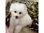 Bichon Frise Puppy for sale in Magnolia, TX, USA