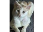 Adopt James a Turkish Van, Domestic Short Hair