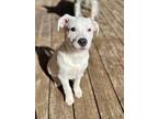 Adopt Ninook a Pit Bull Terrier, Cattle Dog