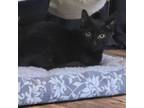 Adopt Midnight a Domestic Short Hair