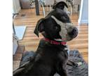 Adopt Brooks a Pit Bull Terrier, Mixed Breed