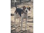 Adopt Trax a American Foxhound