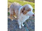 Adopt Red a Australian Shepherd