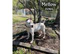 Adopt Mellow a Pit Bull Terrier