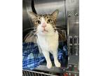 Adopt Irish (24-061 C) a Domestic Short Hair