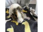 Adopt Miles Morales a Guinea Pig