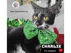 Adopt Charlie Zero a American Shorthair