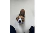 Adopt Lupid a Beagle