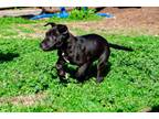 Adopt Charlie a Pit Bull Terrier, Black Labrador Retriever