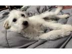 Adopt Duncan a Terrier, West Highland White Terrier / Westie