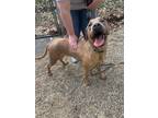 Adopt Jethro a Coonhound, Mastiff