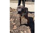 Adopt Unhey a Pit Bull Terrier