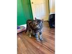 Adopt DaVinci a Domestic Short Hair