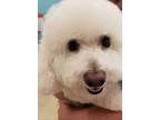 Adopt Ace a Bichon Frise