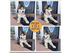 Adopt Kona a Siberian Husky