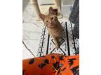 Adopt Uno a Domestic Short Hair