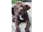 Adopt Bubba a Mastiff, American Bully