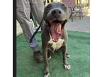 Adopt Anubis a Pit Bull Terrier, Mixed Breed