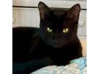 Adopt Cool-J a Domestic Short Hair