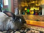 Adopt Billy a Angora Rabbit