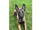 Adopt Stretch a Belgian Shepherd / Malinois