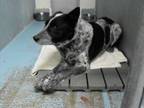 Adopt Rover (3695A) a Cattle Dog, Border Collie