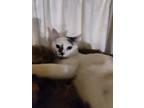 Adopt Rudy a Turkish Van, Domestic Medium Hair