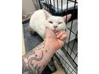 Adopt Snow a Exotic Shorthair, American Shorthair