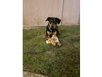 Adopt Pickles a Rottweiler, Pit Bull Terrier