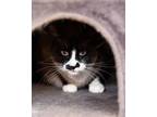 Adopt Moose a Snowshoe, Domestic Short Hair