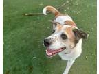 Adopt Queso a Australian Cattle Dog / Blue Heeler