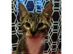 Adopt Remie a Domestic Short Hair