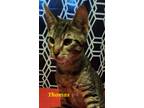 Adopt Thomas a Domestic Short Hair