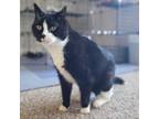 Adopt Otto a Domestic Short Hair